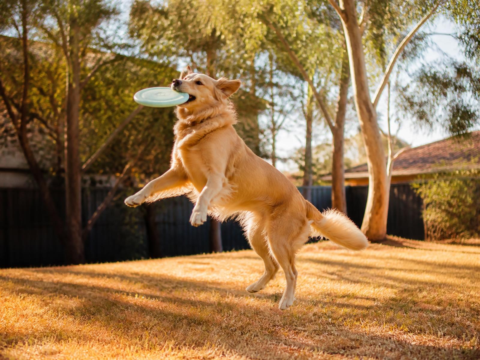 Golden retriever leaping to catch a frisbee in an Australian backyard